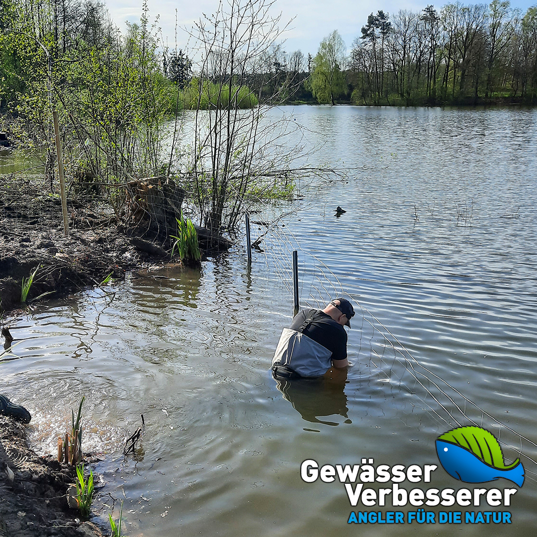Ein Vereinsmitglied des SFV Rheda-Gütersloh e.V. beim Errichten eines Schutzzauns am Fehlesee, Foto: SFV Rheda-Gütersloh e.V. 