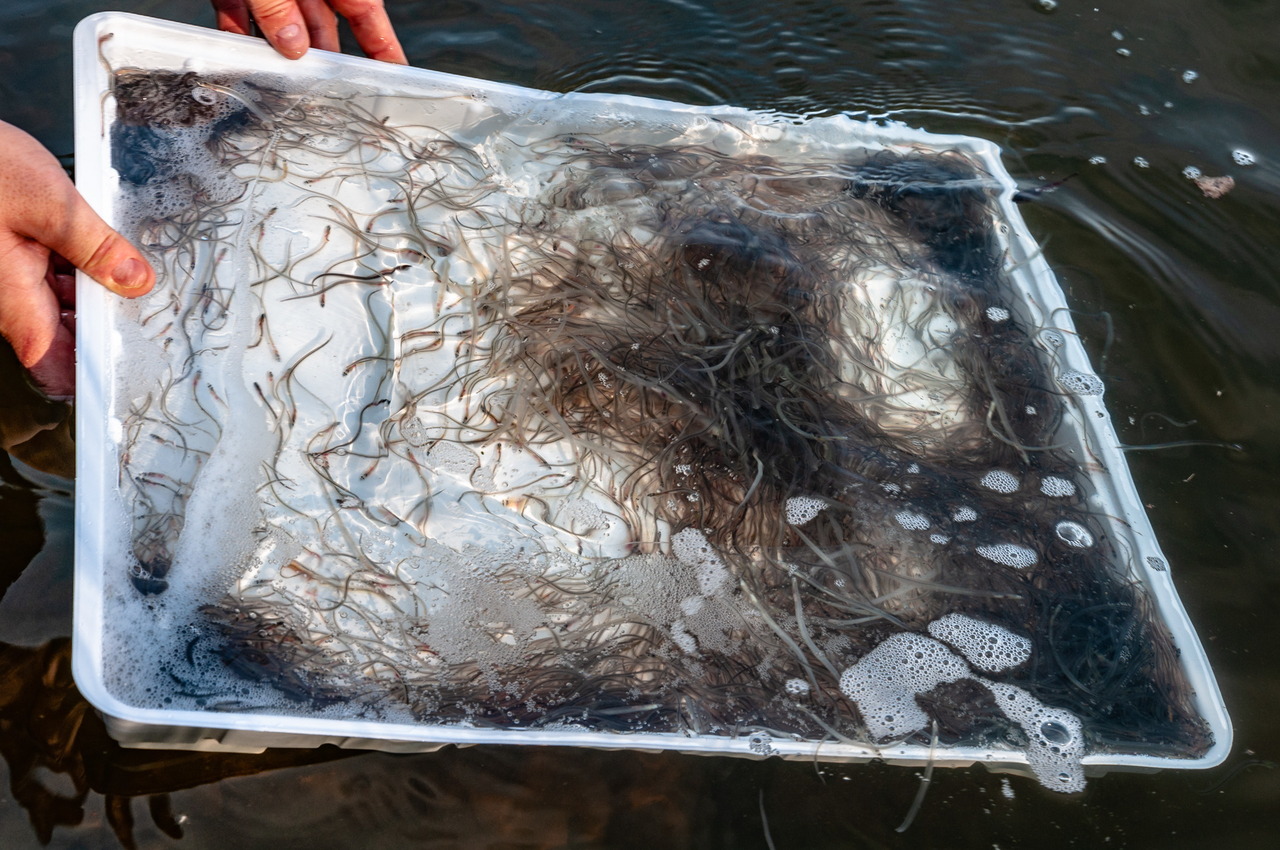 Angler besetzen in Deutschland jedes Jahr Millionen von Glasaalen, um die zurückgehenden Bestände zu stützen.