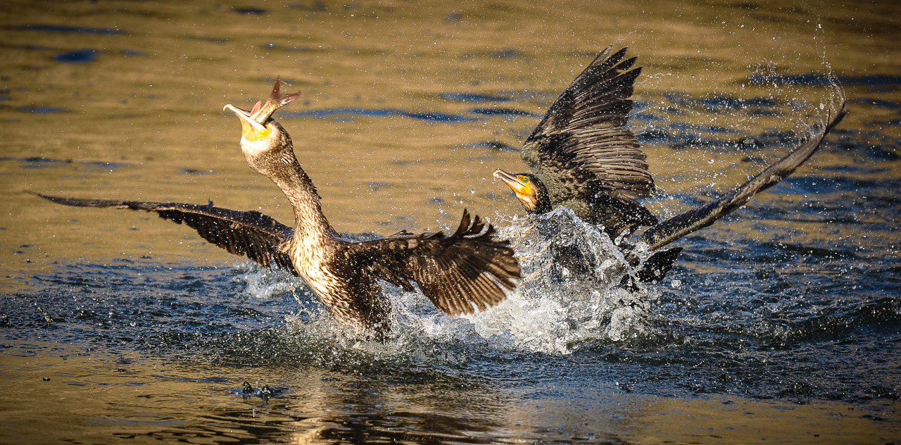 Kormorane bei der Fischjagd, Foto: Silvio Heidler