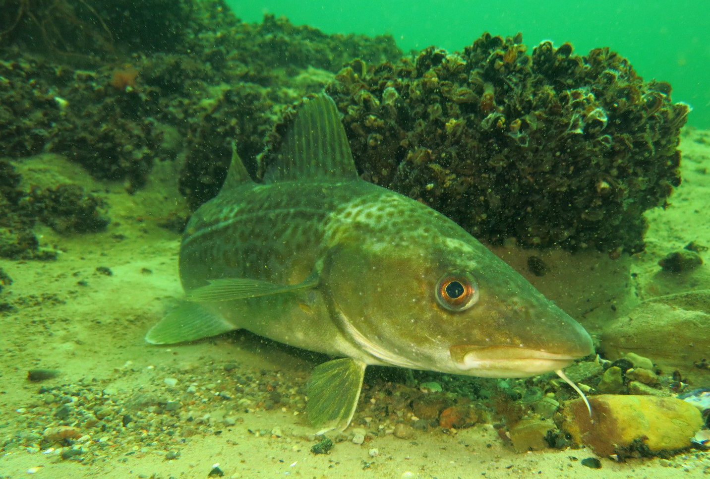 Der Dorsch ist „Fisch des Jahres 2024“
