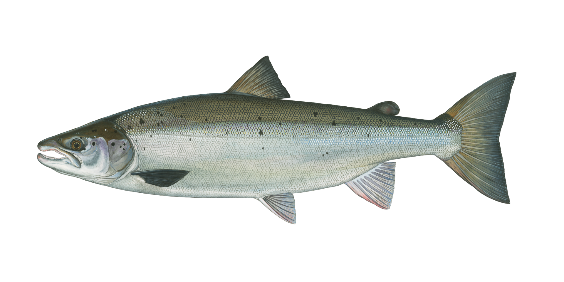 DAFV Atlantischer Lachs Salmo salar