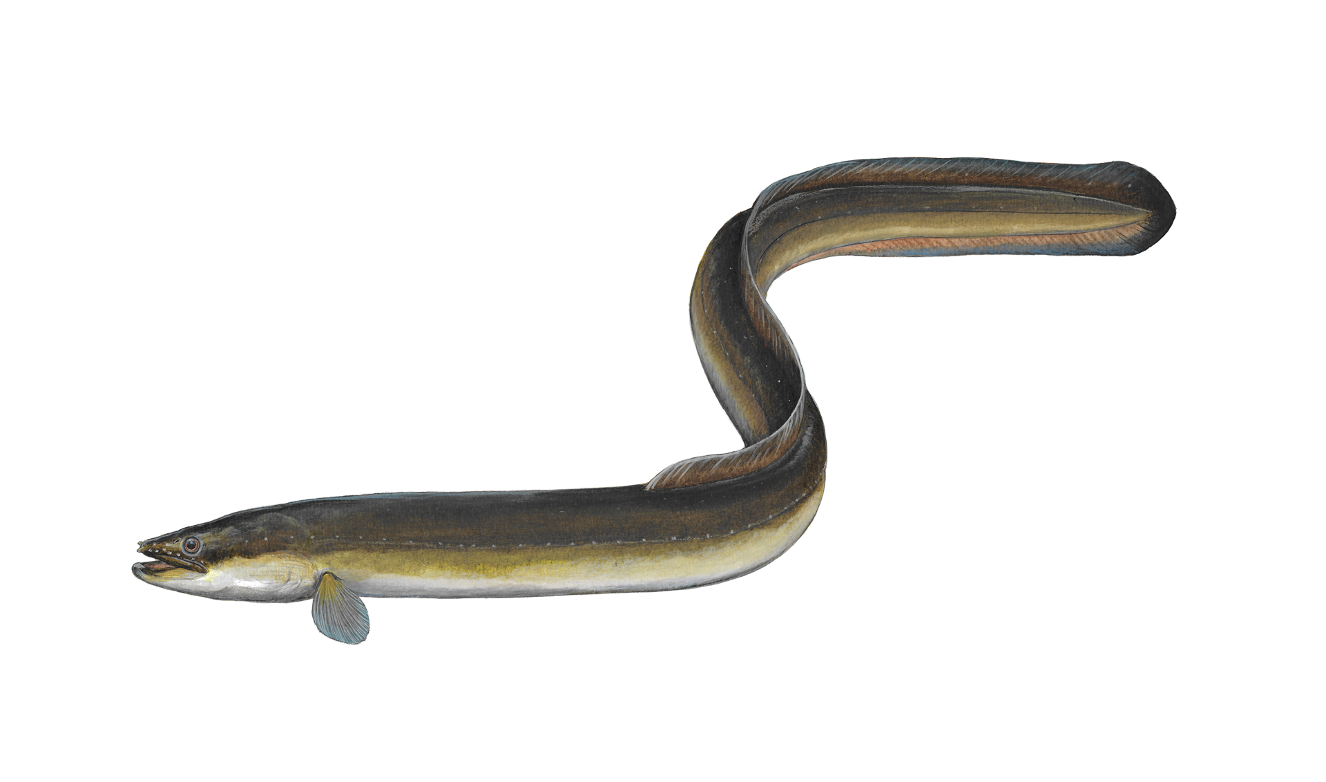 DAFV Europäischer Aal 2 Anguilla anguilla