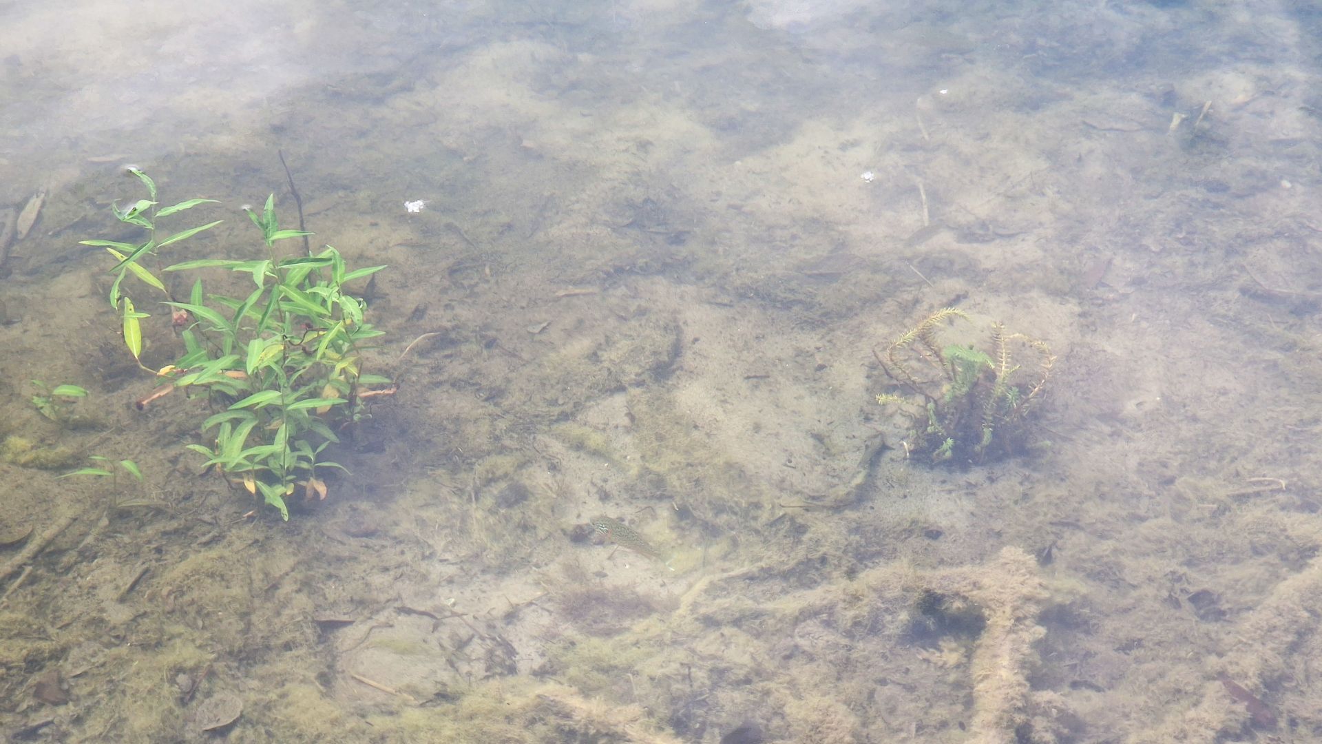 Heimische Arten wie Wasserknöterich und Tannenwedel sollen das Gleichgewicht im See stärken, Foto: Sven Buttler, ASV Pfungstadt e.V.