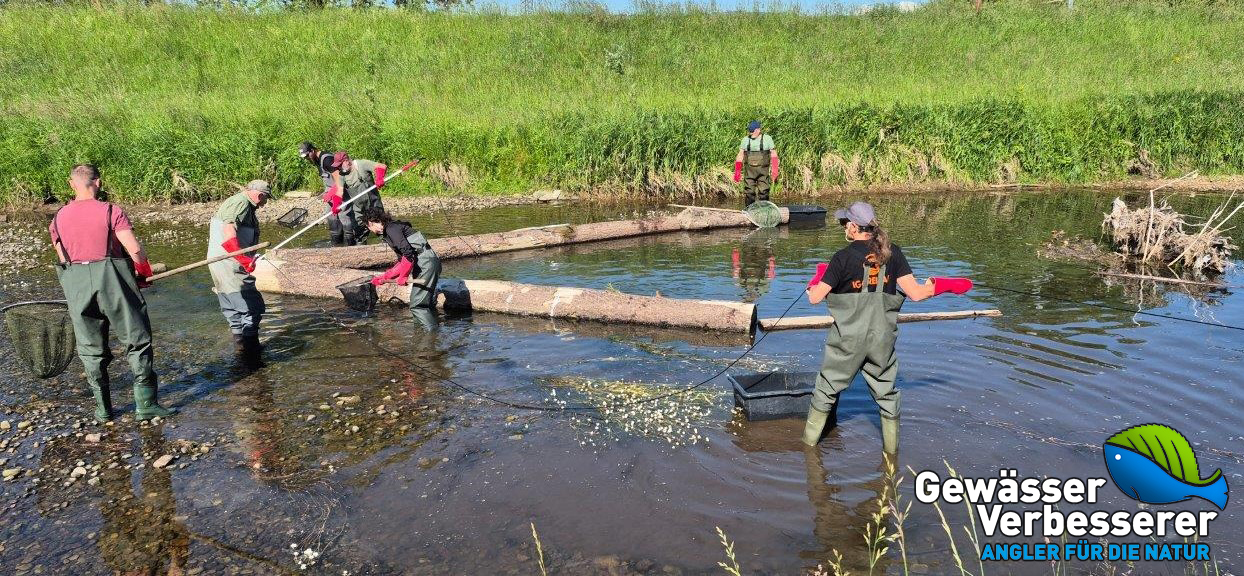 Umsetzung einer Renaturierungsmaßnahme durch Mitglieder der IG Dreisam e.V. in Zusammenarbeit mit regionalen Angelvereinen und Partnern, Foto: IG Dreisam e.V.