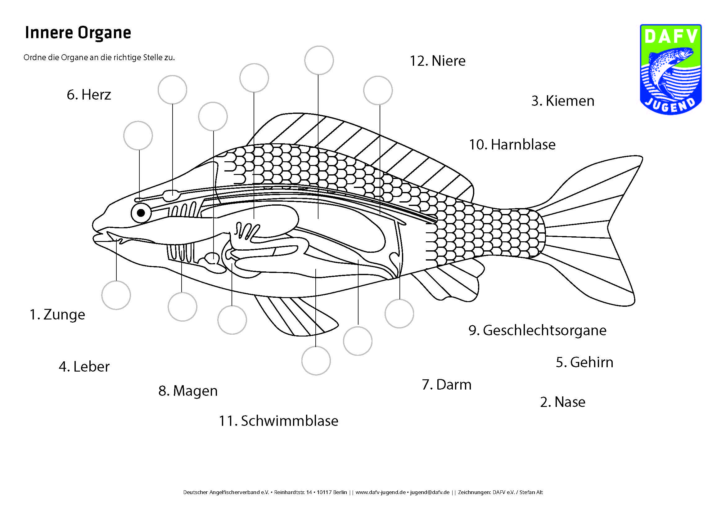 Arbeitsbogen 04 - Innere Organe