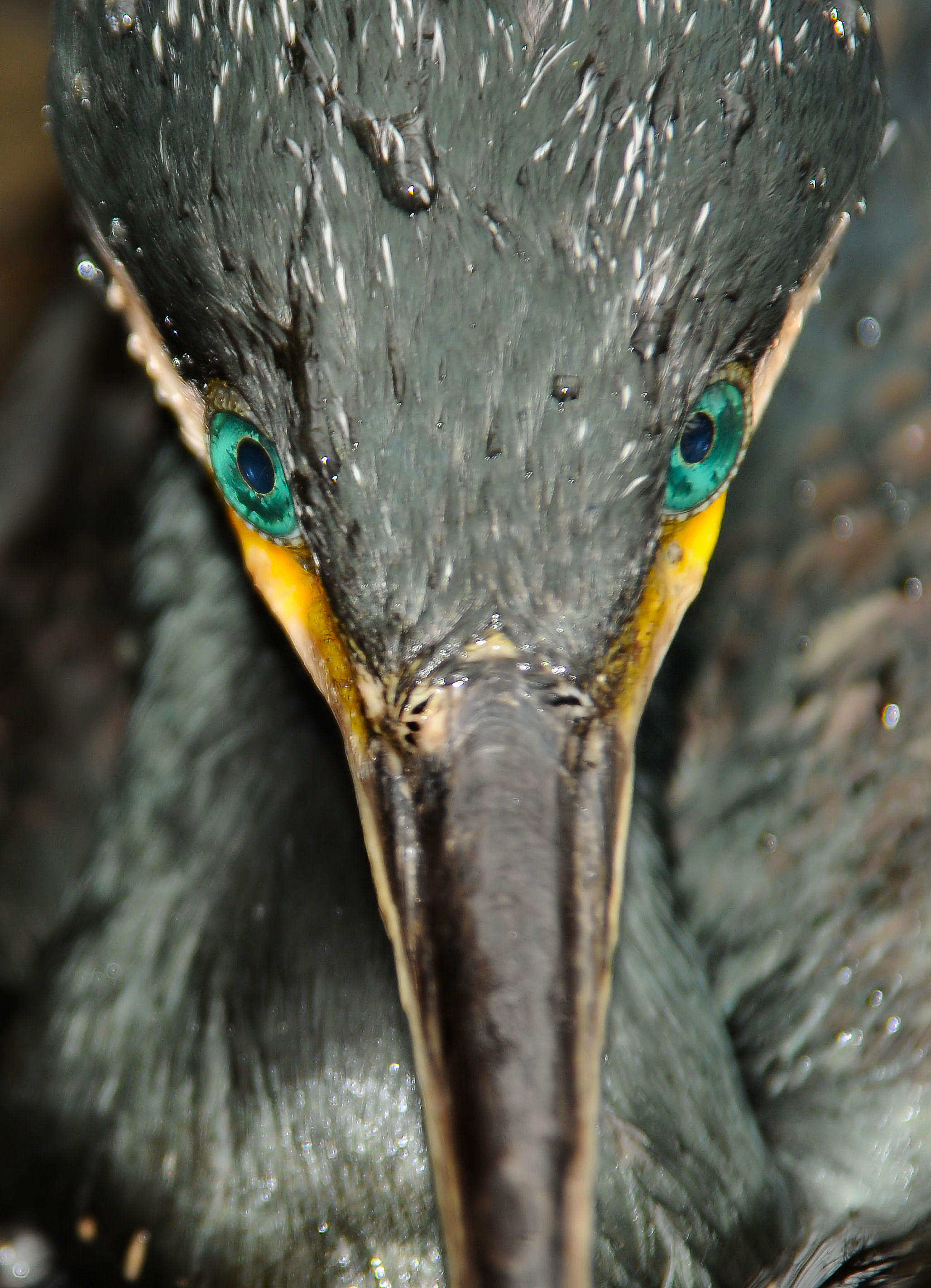 Die anhaltend hohen Kormoranbestände in Mitteleuropa werden mittlerweile als natürliche Bestandsrückkehr und stabil angesehen. Das sie historisch weder belegt noch "normal" sind, wirkt sich Jahr für Jahr negativ auf die heimischen Fischbestände aus. Diesen Winter wurde das Problem noch einmal besonders deutlich.