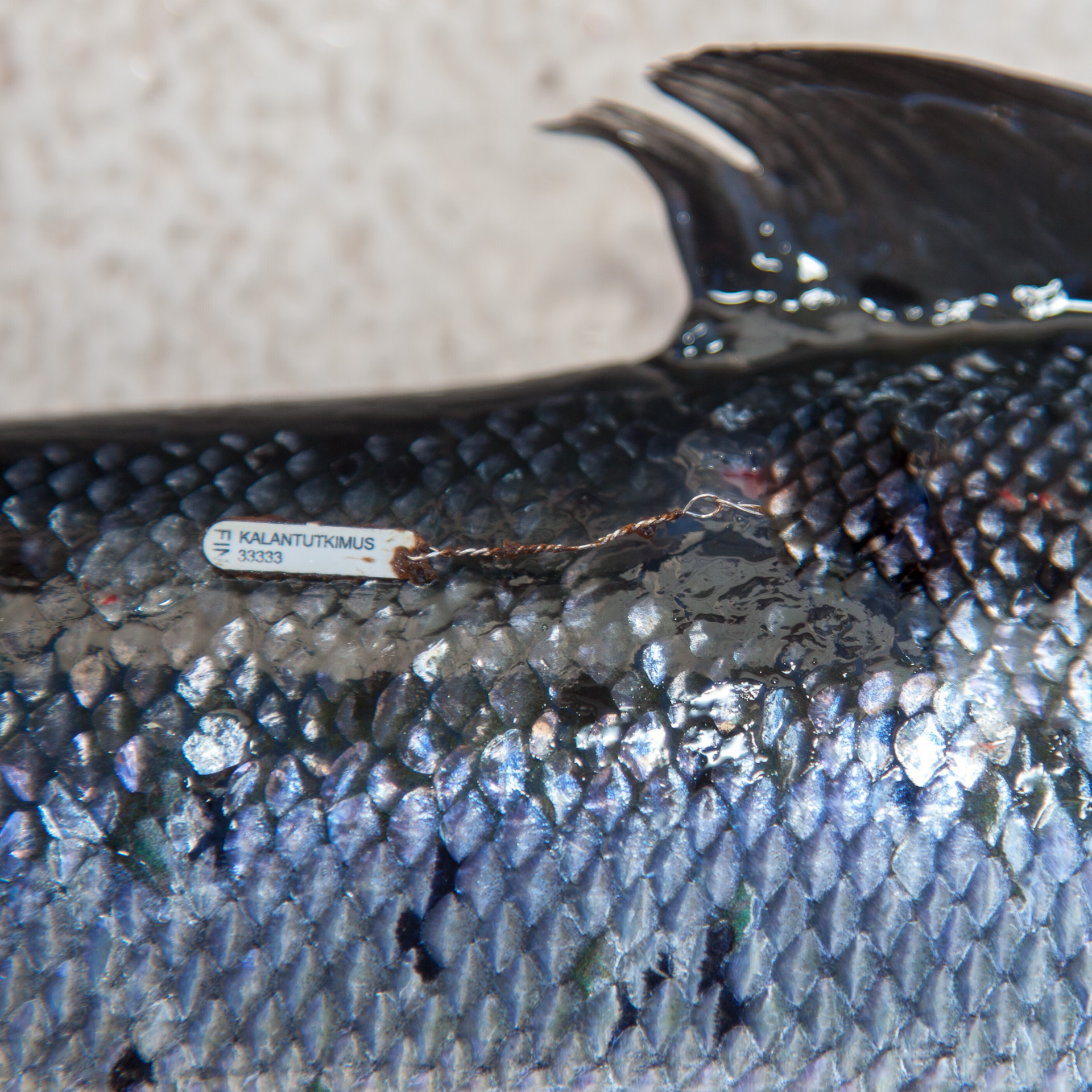 Die Lachse in der Ostsee legen in ihrem Leben weite Wanderungen zurück und die Bestände einzelner Flussgebietseinheiten vermischen sich im Meer. Dieser markierte Lachs aus Finnland wurde im Frühjahr vor Rügen gefangen. Foto: DAFV, Olaf Lindner