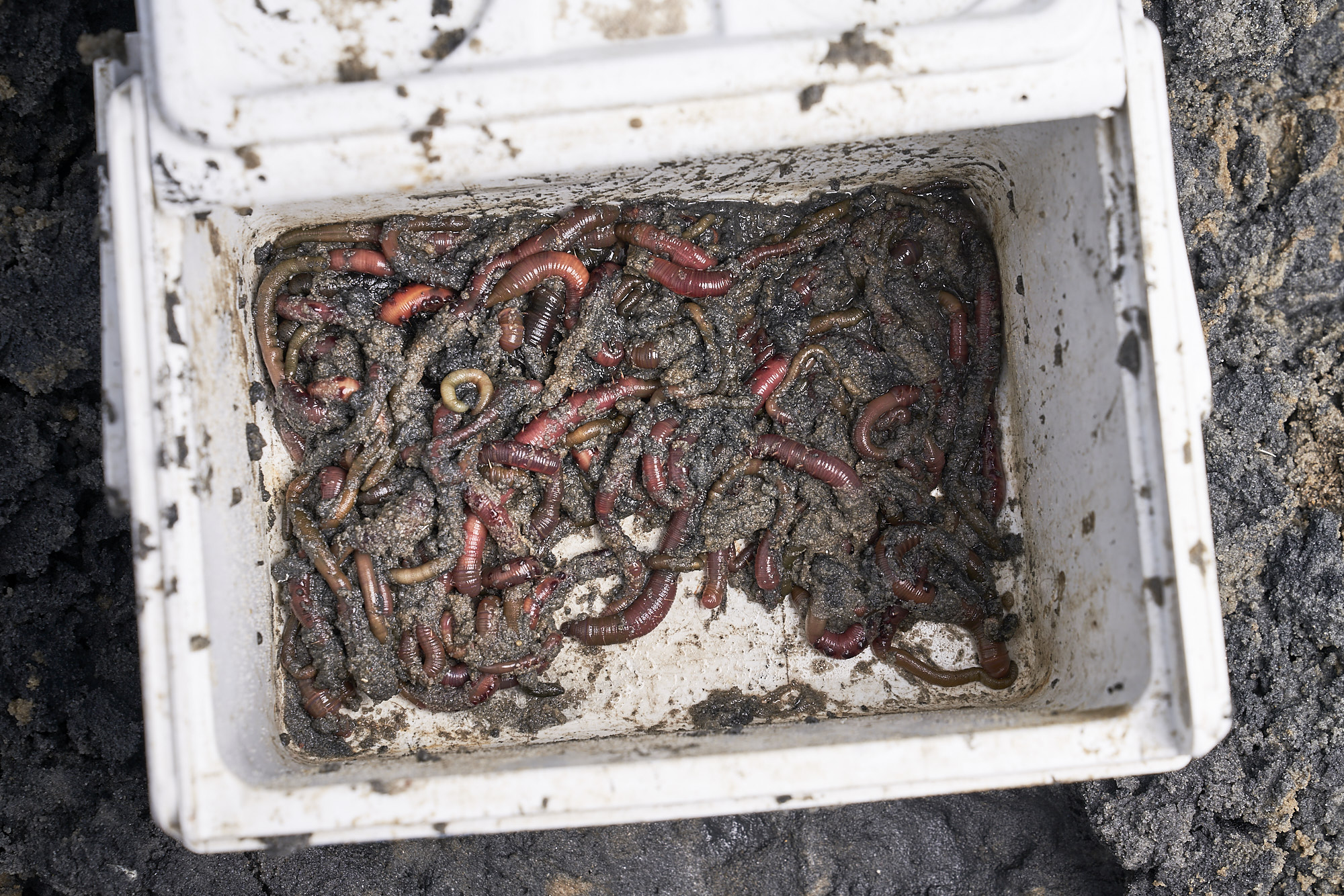 Frische Wattwürmer sind ein erfolgreicher Angelköder nicht nur in der Nordsee