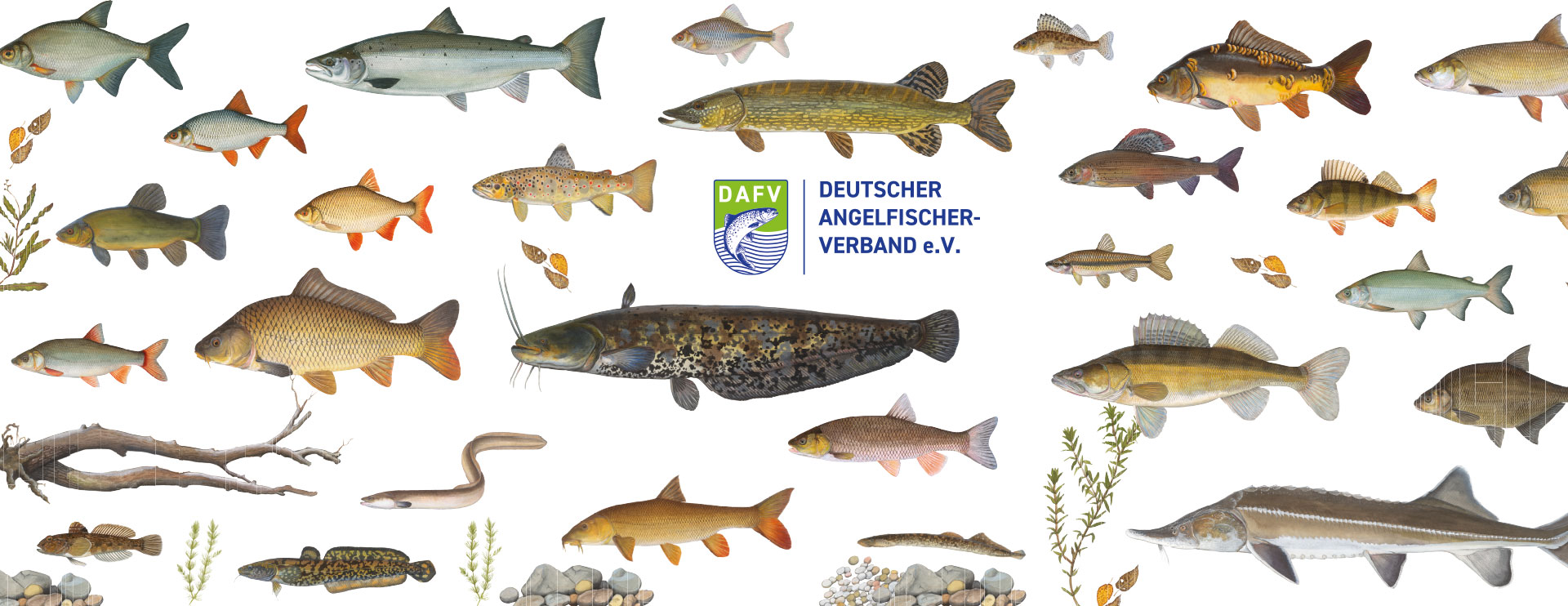 DAFV Fische Banner