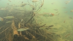 Weißfische vor Totholzbündeln im Baggersee