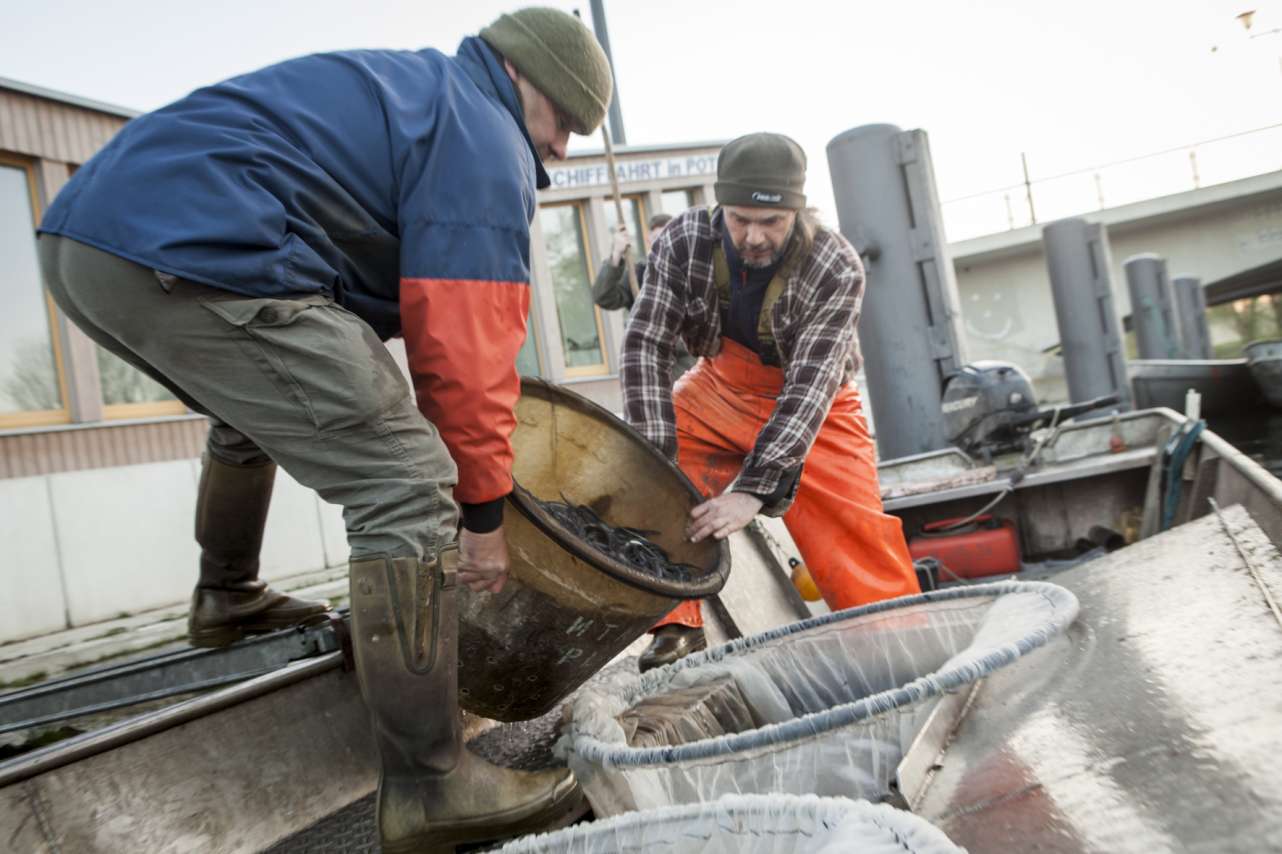 Angler und Fischer führen in Deutschland flächendeckende Besatzprogramme für den Aal durch, um die Fischart in seinen natürlichen Aufwuchsgebieten langfristig zu erhalten.