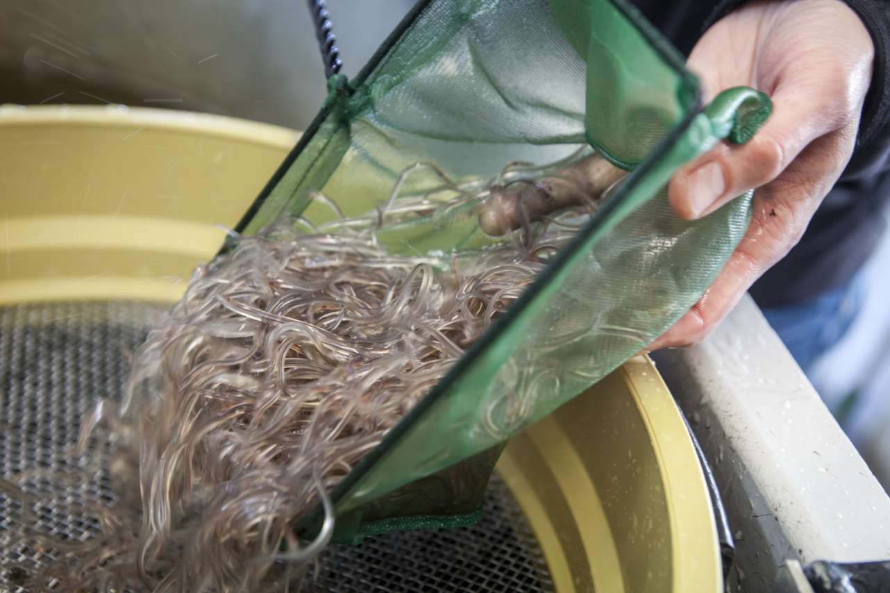 Organisierte Angler engagieren sich seit vielen Jahren für den Erhalt der Aalbestände durch flächendeckenden Besatz in ihren ursprünglichen Auswuchshabitaten.