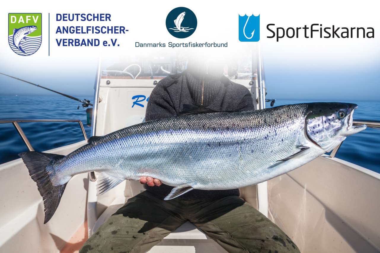 Fangempfehlung für den Lachs in der Ostsee – ICES veröffentlicht Quotenempfehlung für 2022