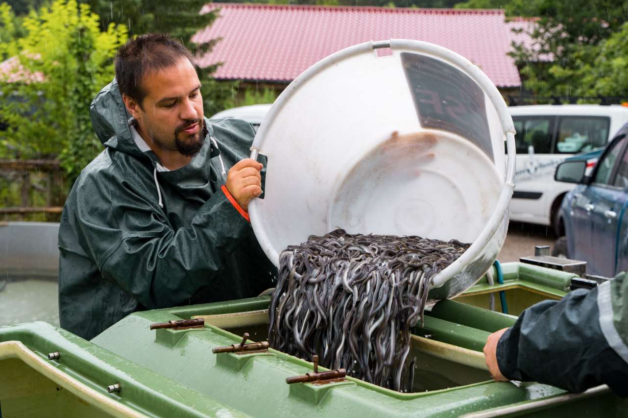 Der Besatz von Aalen durch Angler in Deutschland dient dem Schutz der Bestände und dem Erhalt der angestammten Lebenesräume, welche oft auf natürliche Weise nicht mehr besiedelt werden können. 
