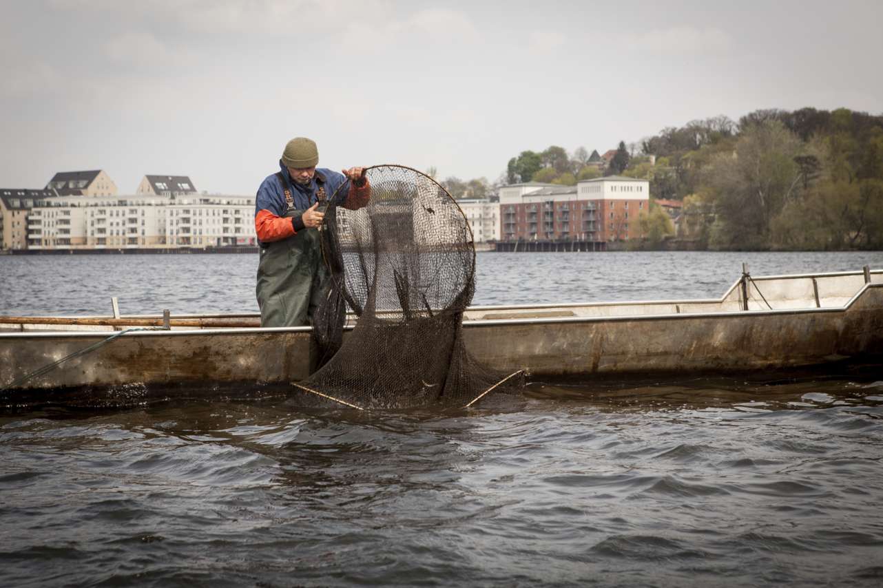 Potsdamer Fischer beim Heben einer Aalreuse.