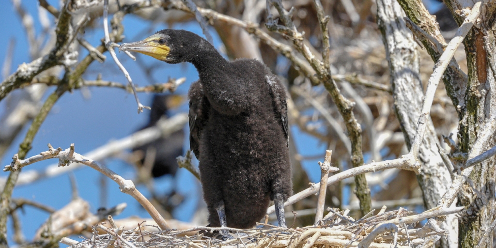 Der Kormoran und sein Einfluss auf die Flusssysteme in Mittelgebirgsregionen