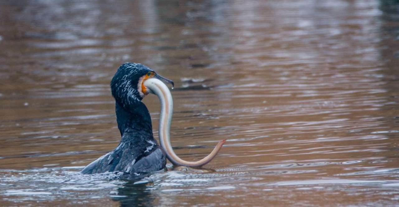 Klare Zielvorgaben sind notwendig zur Entwicklung von nachhaltigen und gesunden Beständen sowohl des Kormorans als auch von Fischen.