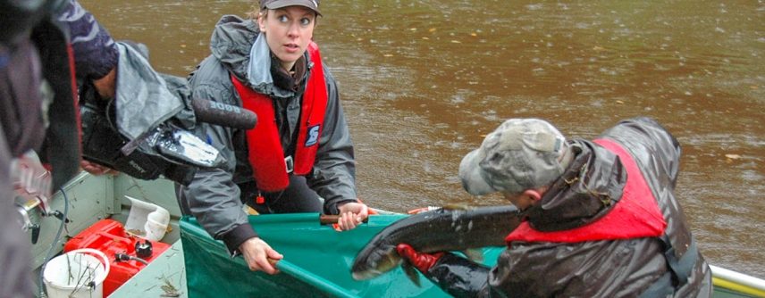 Mitglieder der ARGE beim Abfischen von Laichfischen. 