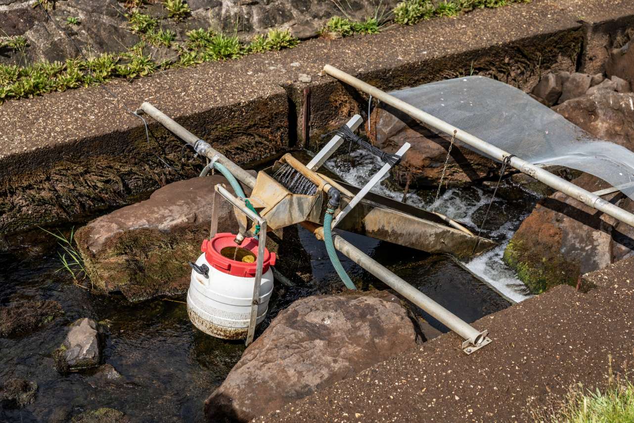 Wissenschaftliches Monitoring von aufsteigenden Glasaalen durch den Angelfischerverband im Landesfischereiverband Weser-Ems e.V.an Deutschlands ältester Aalbrutfangstation in Hebrum an der Ems. 